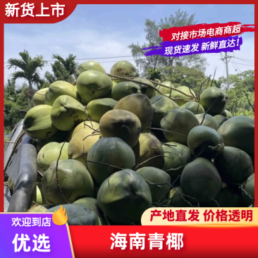 椰青批发自家果园量大价格可谈欢迎联系可代办