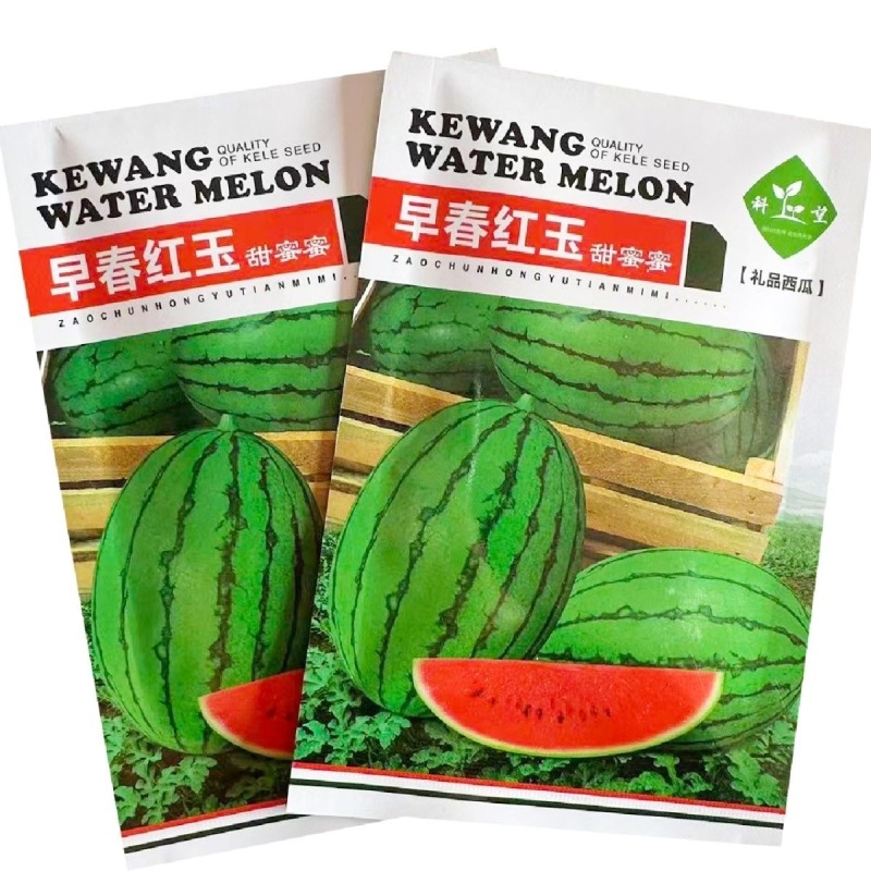 早春红玉礼品西瓜种子抗病皮薄有韧性果肉红色
