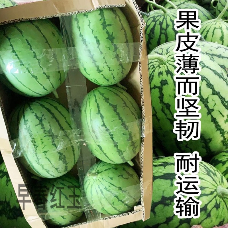 早春红玉礼品西瓜种子抗病皮薄有韧性果肉红色