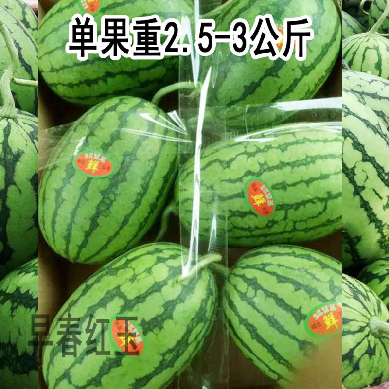 早春红玉礼品西瓜种子抗病皮薄有韧性果肉红色