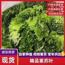 紫苏叶，原产地直发货源，品质好价格优欢迎进店咨询下单