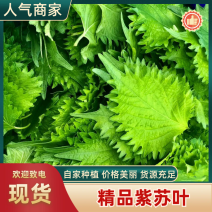 精品紫苏叶，大叶，基地直发常年供货，欢迎全国客商下单