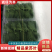 紫苏叶，中药材自家种植常年供货基地直发价格美丽