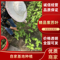 【精品紫苏叶】自家种植，好药材基地直发欢迎咨询下单