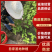 【精品紫苏叶】自家种植，好药材基地直发欢迎咨询下单