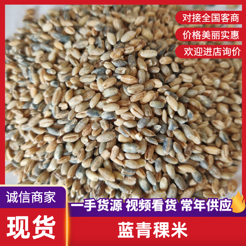 蓝青稞米大量批发产地直发支持一件代发