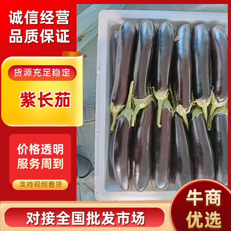 【精选紫色长茄】产地直发品质保证价格美丽欢迎咨询
