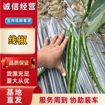 【牛商推荐】广西鲜辣椒基地直发质量保证欢迎询价