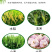 正品75肟菌戊唑醇水稻小麦赤霉病纹枯病稻曲病专用杀菌剂整