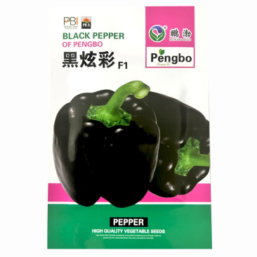 黑炫彩黑紫色辣椒种子中早熟方形灯笼椒菜园园艺种植