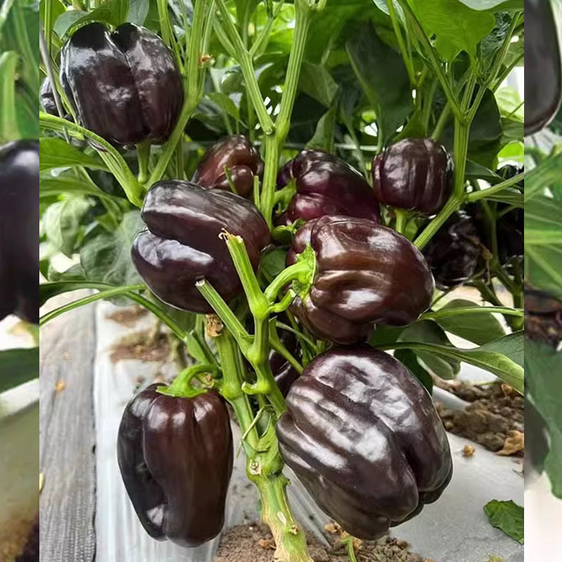黑炫彩黑紫色辣椒种子中早熟方形灯笼椒菜园园艺种植