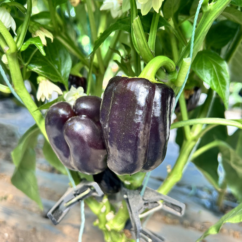 黑炫彩黑紫色辣椒种子中早熟方形灯笼椒菜园园艺种植