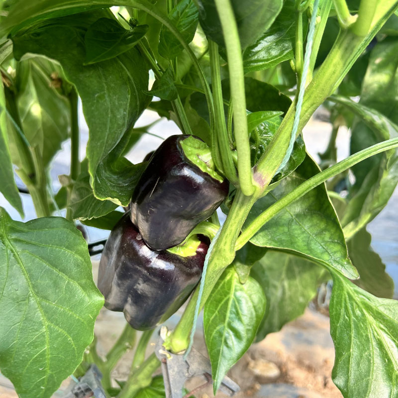 黑炫彩黑紫色辣椒种子中早熟方形灯笼椒菜园园艺种植