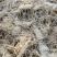 安徽金寨大别山多花黄精鲜货产地直发价格实惠常年供货