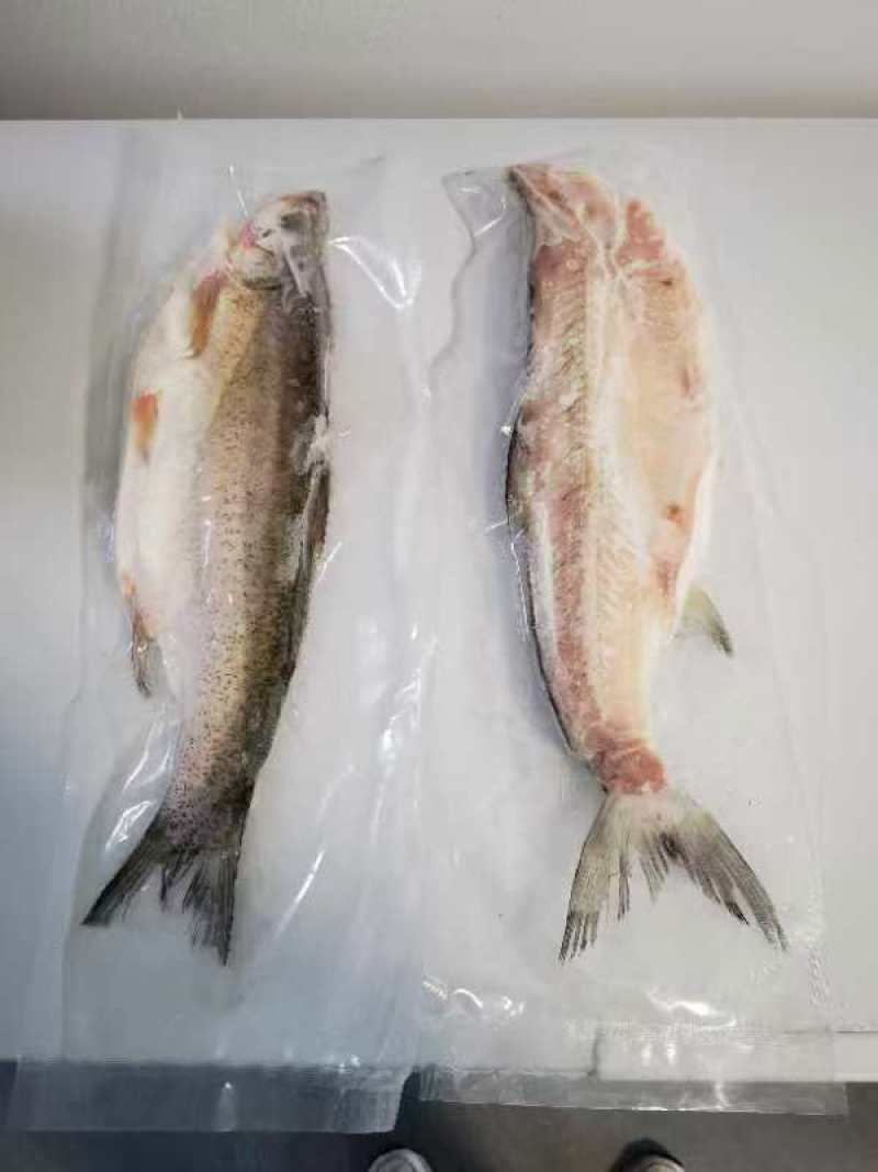 安井翘嘴白鱼冰鲜开膛去脏单独包装厂家直发保质保量