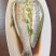 安井翘嘴白鱼冰鲜开膛去脏单独包装厂家直发保质保量