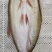 安井翘嘴白鱼冰鲜开膛去脏单独包装厂家直发保质保量
