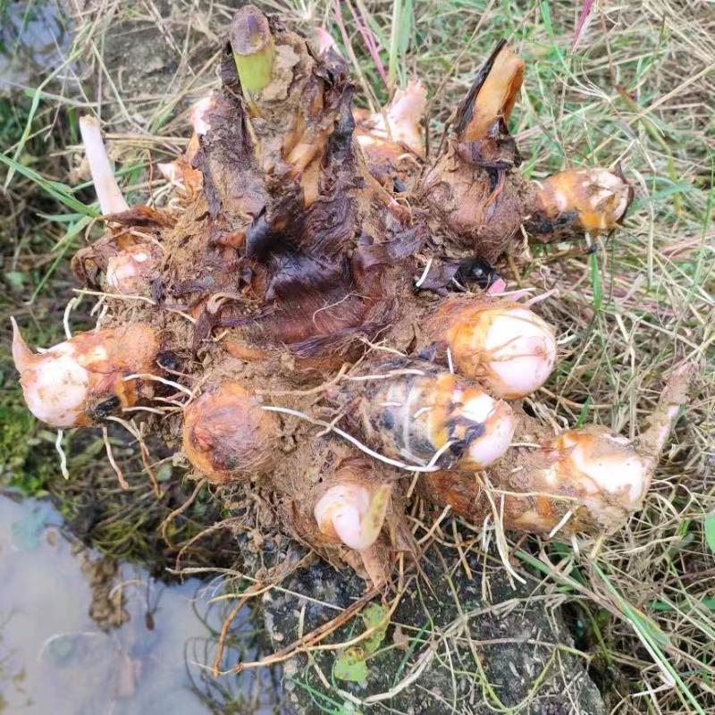 （红芽芋艿）万亩产地基地地直供一手货源机器分级诚信第一
