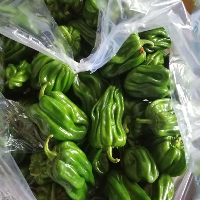中蔬麻椒1号种子皱皮椒虎皮泡椒籽香麻辣灯笼椒基地