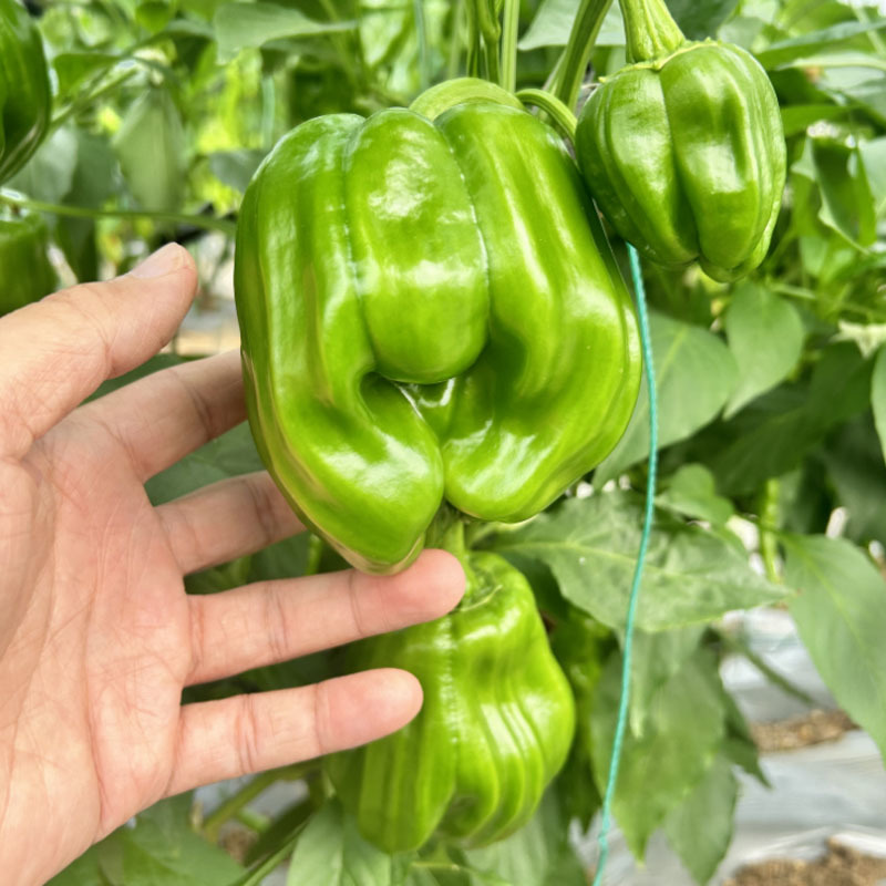 中蔬麻椒1号种子皱皮椒虎皮泡椒籽香麻辣灯笼椒基地