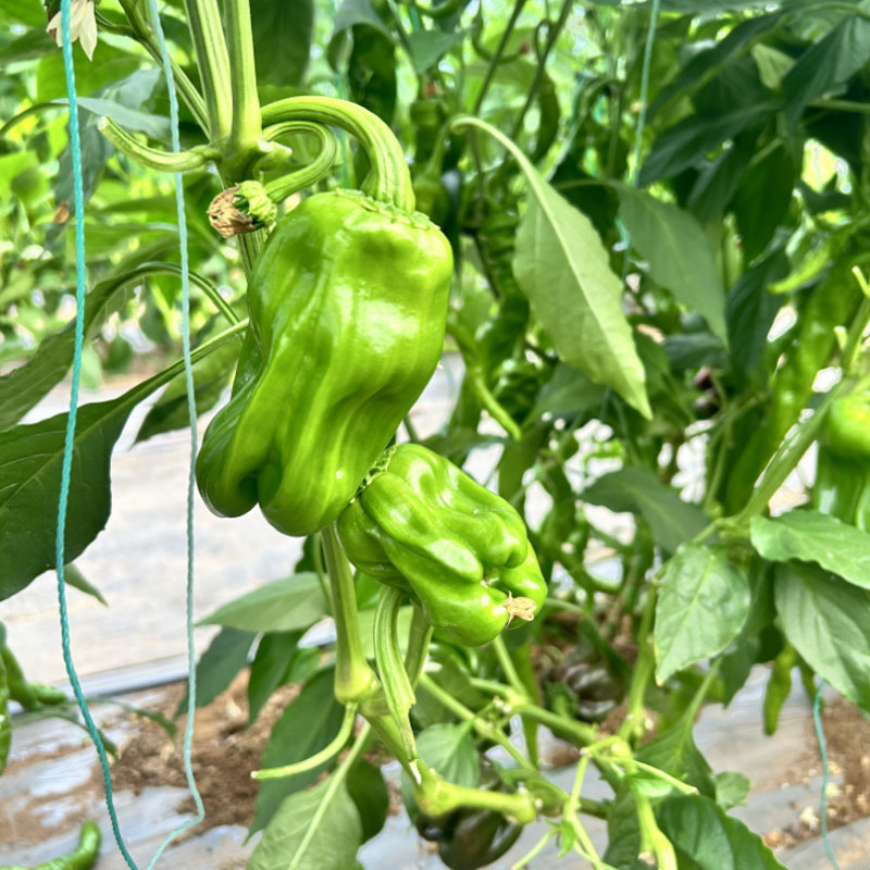 中蔬麻椒1号种子皱皮椒虎皮泡椒籽香麻辣灯笼椒基地