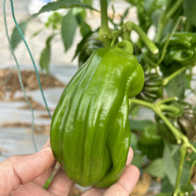 中蔬麻椒1号种子皱皮椒虎皮泡椒籽香麻辣灯笼椒基地