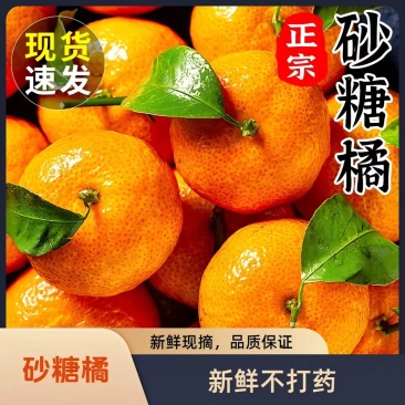 沙糖桔口感清甜可口，颜色好，大量供应，实地看果