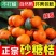 沙糖桔口感清甜可口，颜色好，大量供应，实地看果
