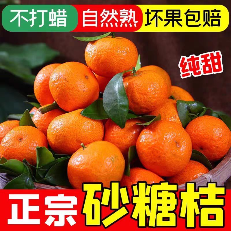 沙糖桔口感清甜可口，颜色好，大量供应，实地看果