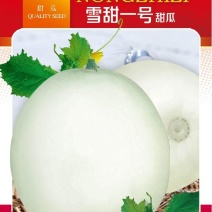 雪甜一号二号白皮早熟甜瓜大果梨瓜种子高产抗病产量高春夏