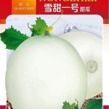 雪甜一号二号白皮早熟甜瓜大果梨瓜种子高产抗病产量高春夏