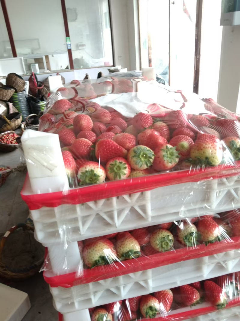 安徽基地天仙醉草莓奶油草莓加工果好货一手货源