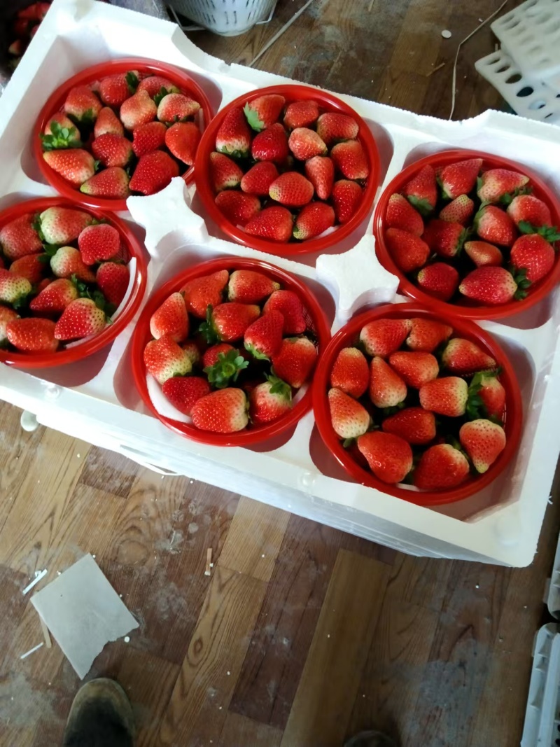安徽基地天仙醉草莓奶油草莓加工果好货一手货源