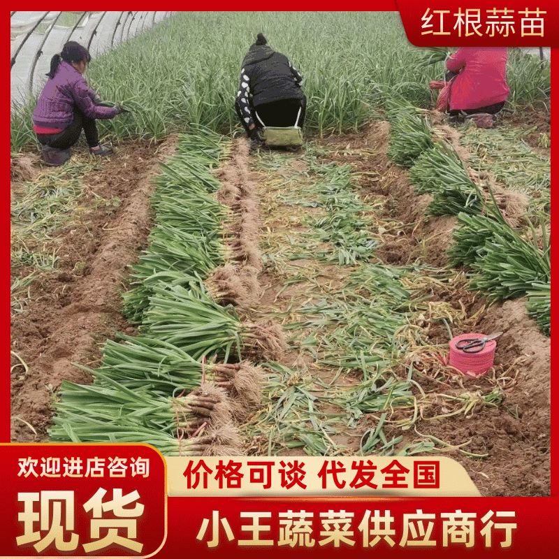 河南【大棚红根蒜苗】价格实惠全国发货量大从优