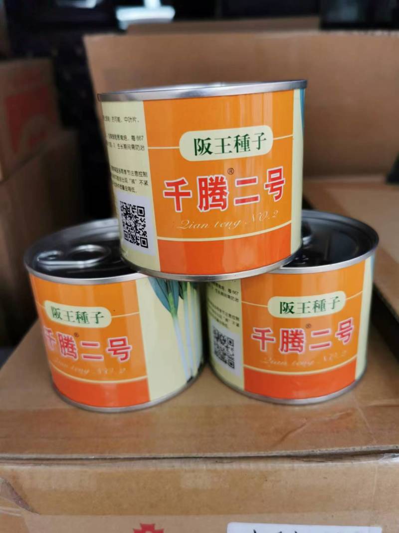 铁杆葱籽，大葱种子，香葱种子，钢葱种子，葱种子，葱种