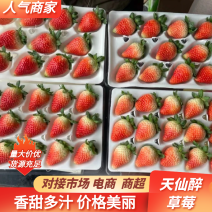 天仙醉草莓基地供应量大质优价格优惠支持视频看货
