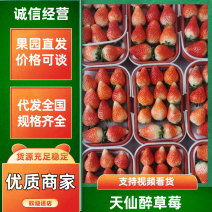 天仙醉草莓产地直销量大从优价格优惠欢迎各大老板采购