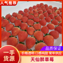 天仙醉草莓产地直销量大质优价格优惠支持视频看货
