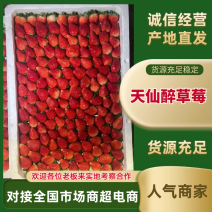 天仙醉草莓量大从优全国直销一手货源欢迎咨询采购
