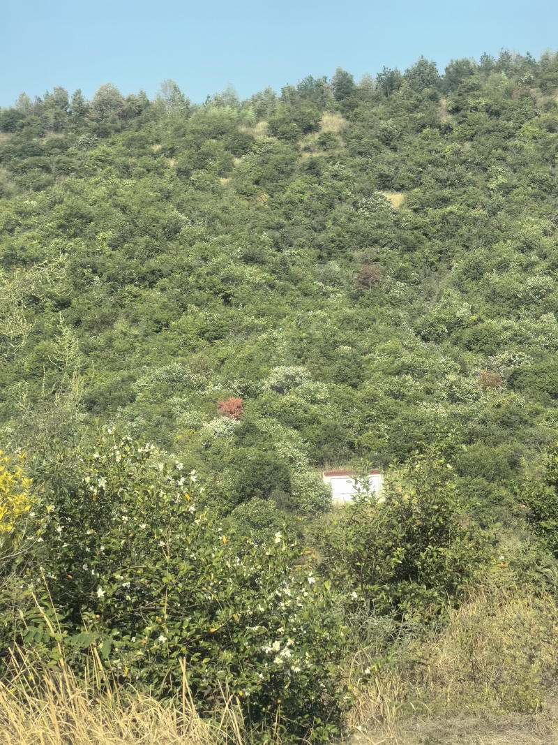 山茶油野生山茶油一手货源价钱实惠批发零售