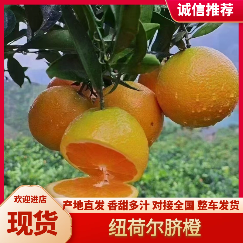秭归脐橙果园直供，支持电商发货一件代发，价格优惠