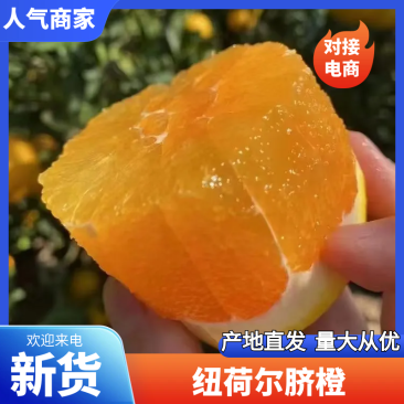 秭归脐橙纽荷尔脐橙批发,果园直供,直接园区装车,免代办费