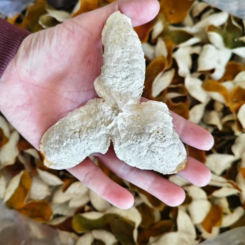 新会陈皮天马梅江特产2024新陈皮茶批发茶枝柑皮陈皮干