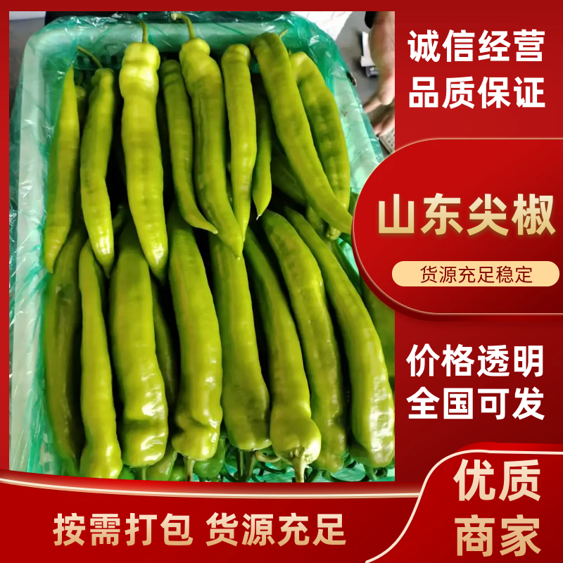 精品高温棚尖椒一手货源视频看货品质保证以质论价