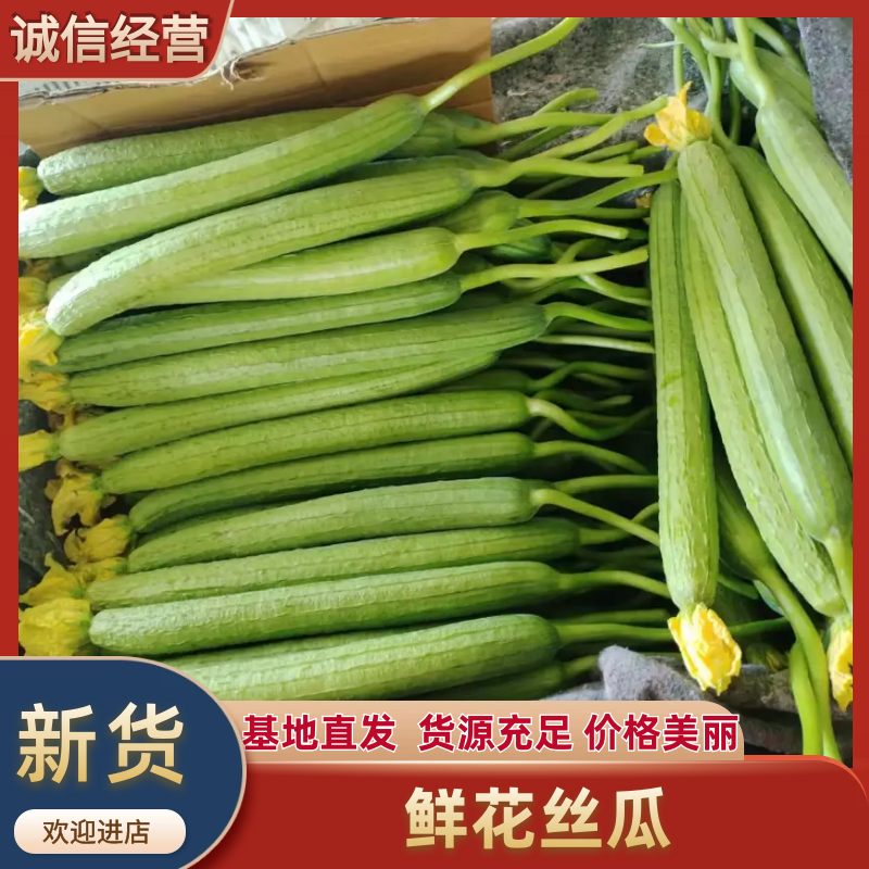 丝瓜中绿丝瓜一手货源视频看货品质保证以质论价
