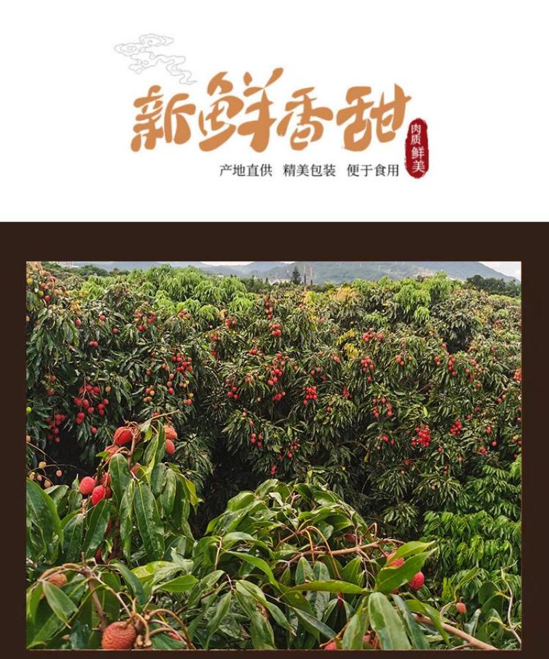 福建莆田状元红桂味荔枝干核小肉厚香甜农家现货批量秒发