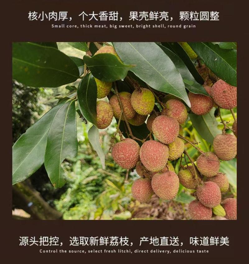 福建莆田状元红桂味荔枝干核小肉厚香甜农家现货批量秒发