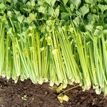 【芹菜】诸城芹菜按需求分拣打包全国接单提醒袋子打捆去叶根