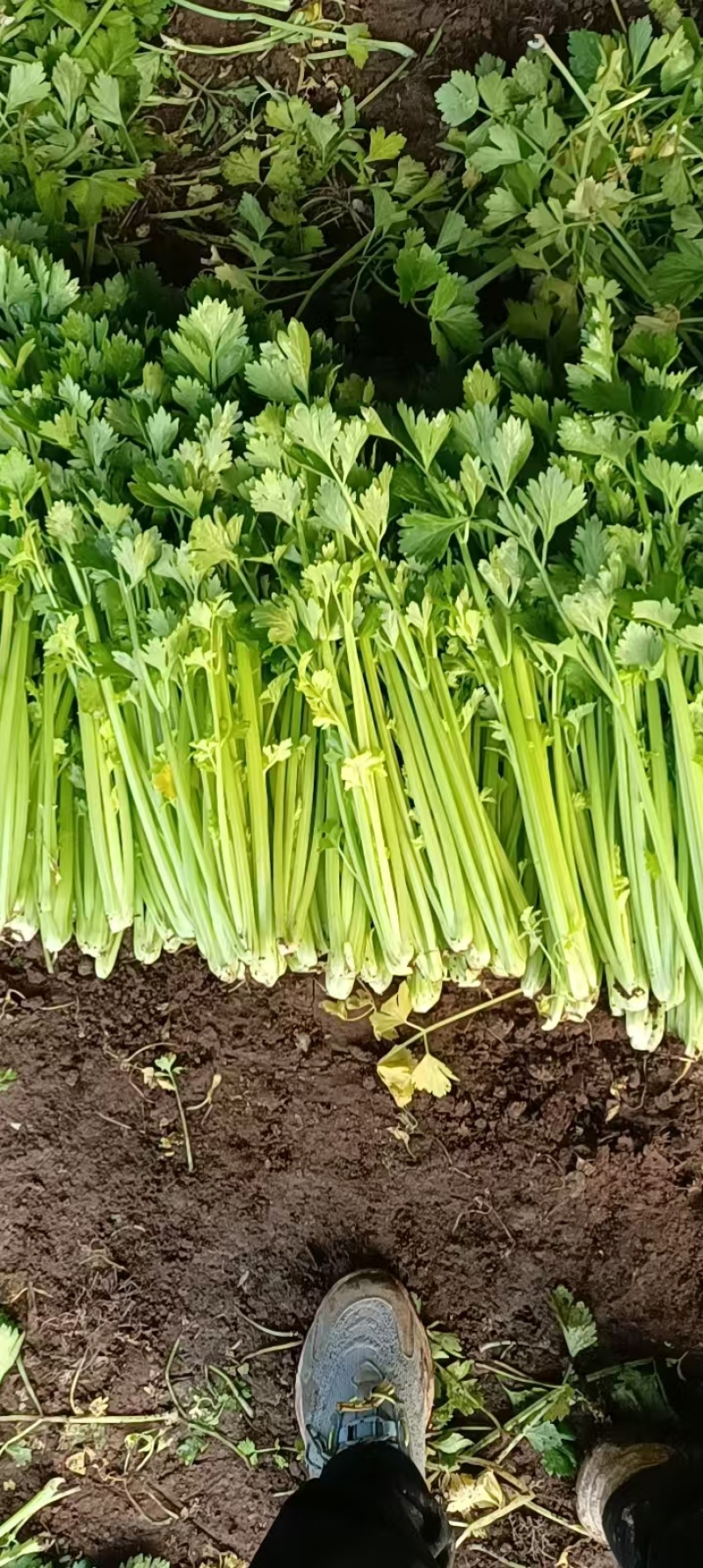 【芹菜】诸城芹菜按需求分拣打包全国接单提醒袋子打捆去叶根
