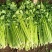 【芹菜】诸城芹菜按需求分拣打包全国接单提醒袋子打捆去叶根